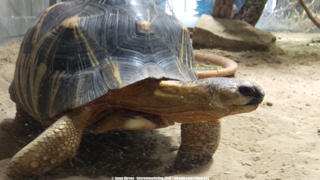 Radiated tortoise 1