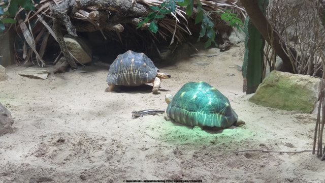 Radiated tortoise together with spiny tailed iguana 2