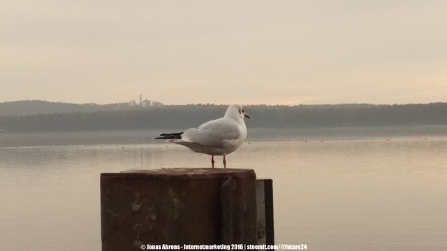 Großer Müggelsee 4