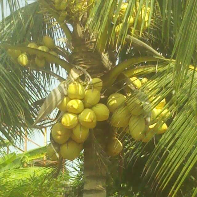 Coco Tree