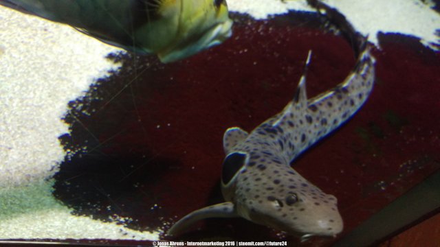 Epaulette Shark