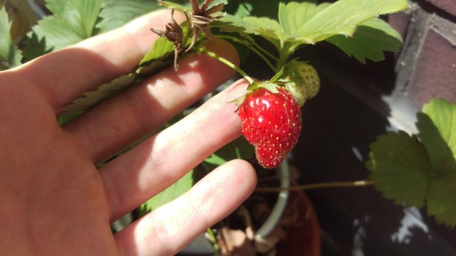The first red strawberry