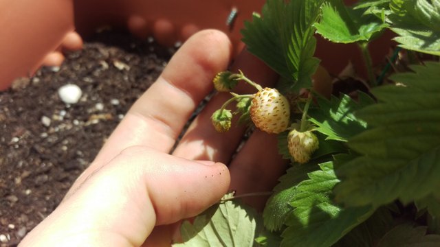 The first ready pineapple strawberries