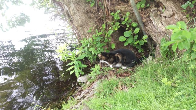 Kumar looking for fishes 5