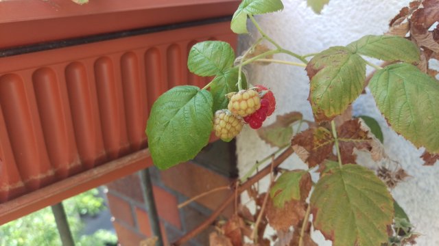 New raspberries 2