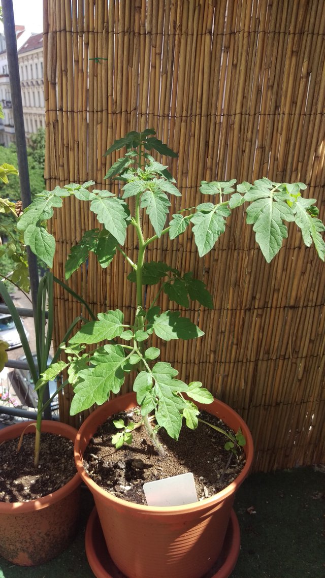 New tomatoe plant on my balcony