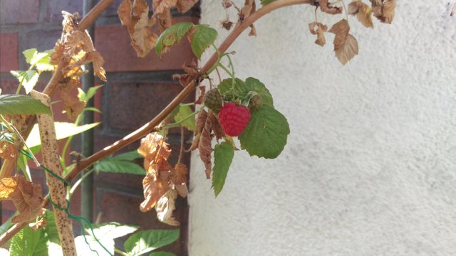 New raspberries 1
