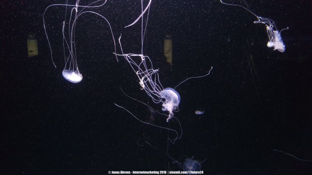 Jellyfish 1