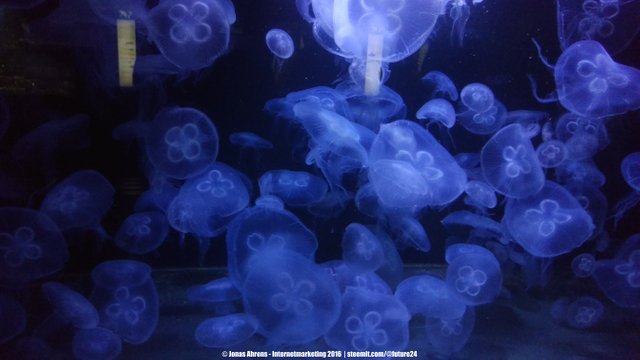 Jellyfish 2