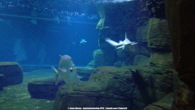 Little Hammerhead Aquarium Berlin 1