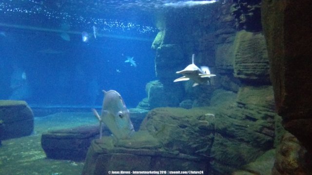 Little Hammerhead Aquarium Berlin 2