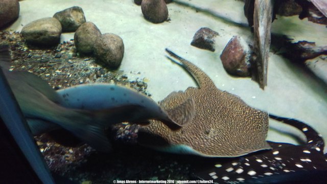 Gold-Spot River Stingray 2