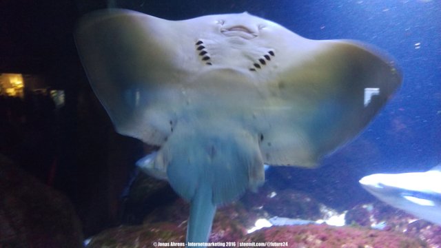 White-blotched River Stingray 2