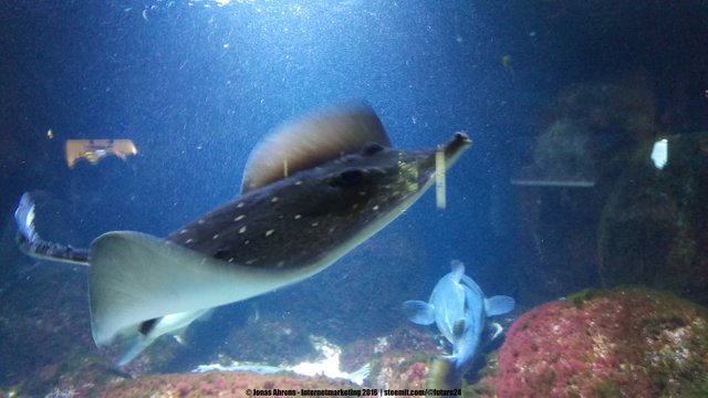 White-blotched River Stingray 1