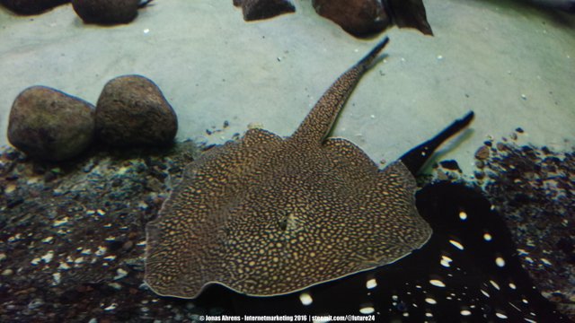 Gold-Spot River Stingray 1