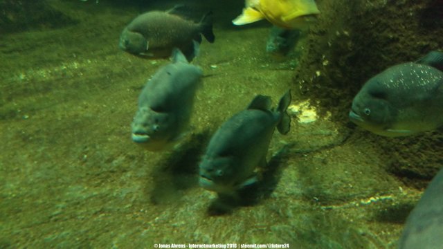 Pacu 6