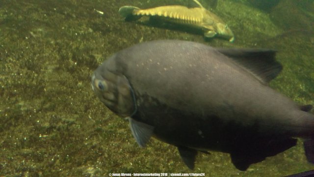 Pacu 1