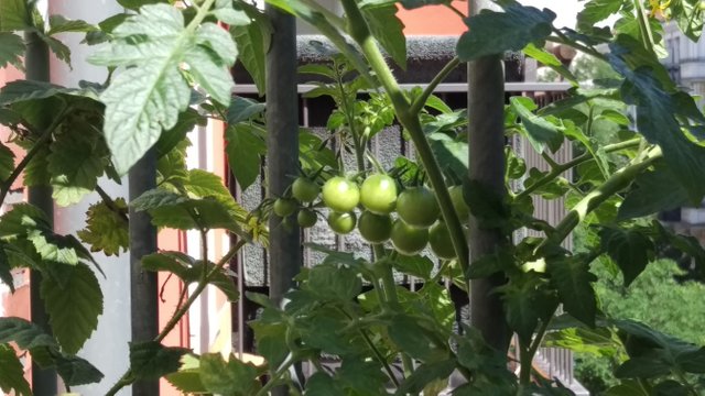 The first tomatoes 1