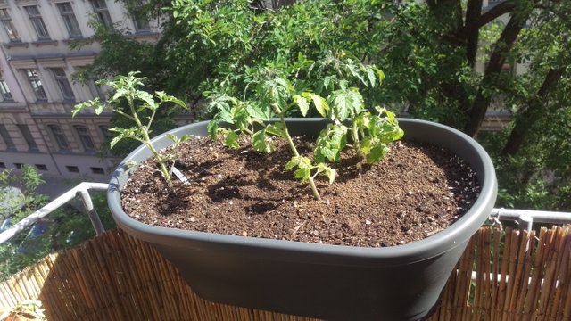 New Tomatoe Plants