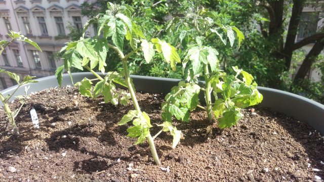 Tomatoe Plants