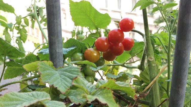 The first red Tomatoes