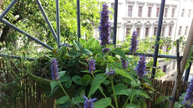 Nettle Plant 2