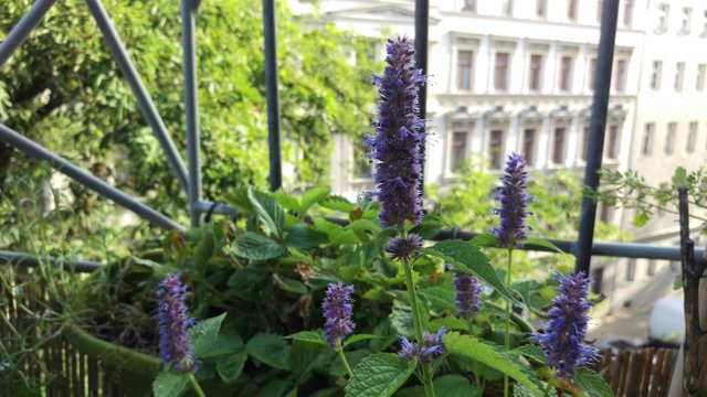 Nettle Plant