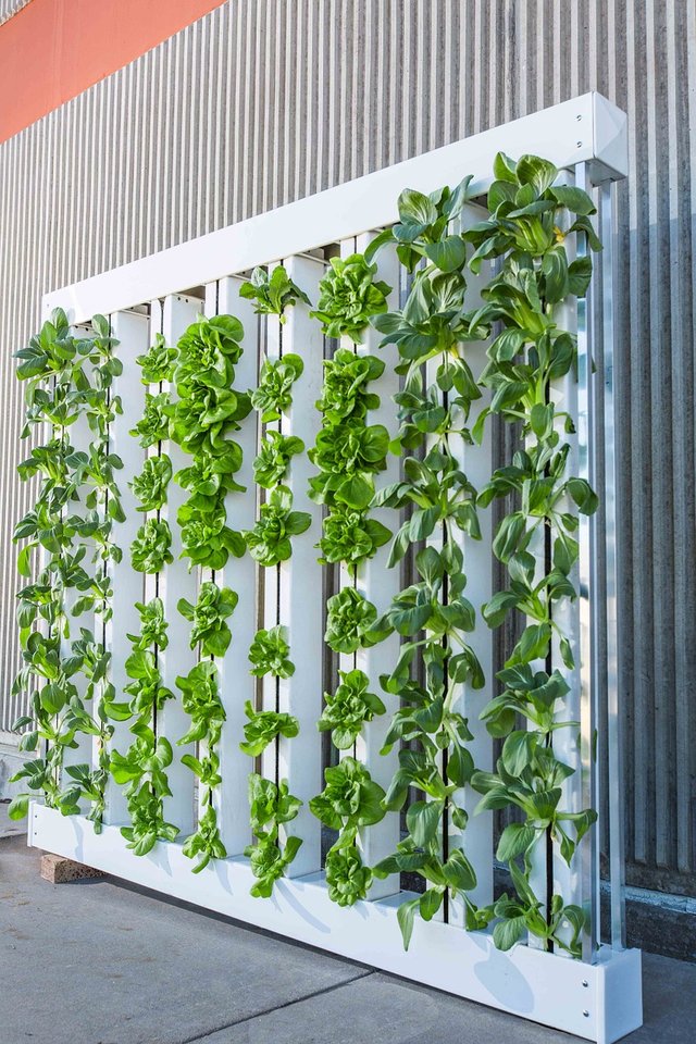 Hydroponics Revolutionizing How We Grow Steemit