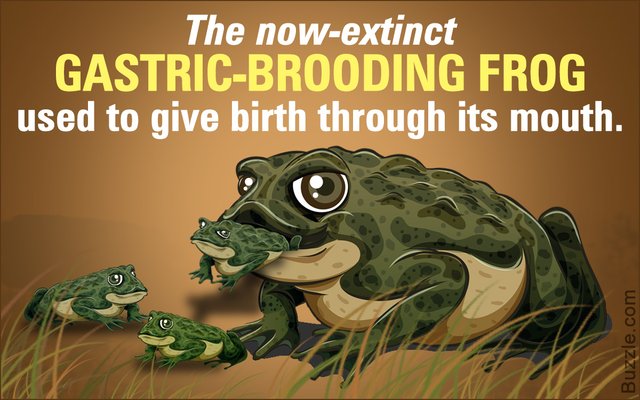 Why Gastric Brooding Frog S Reproductive System Steemit
