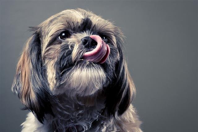 Shih Tzu Dog Portrait