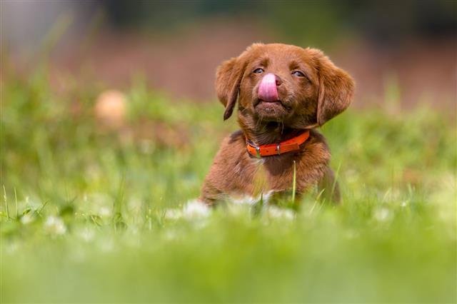 Little Dog Licking It Nose