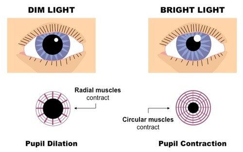 What is pupil reflex?