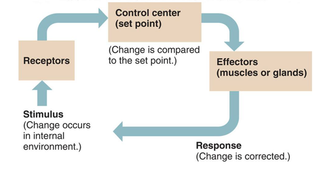 Dependence of Biochemical Reactions On External Conditions — Steemit