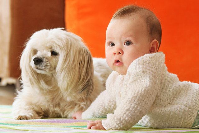 baby dog-related visual result