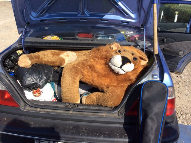 Its a lion! >:3 Everyone quick, get into the car!