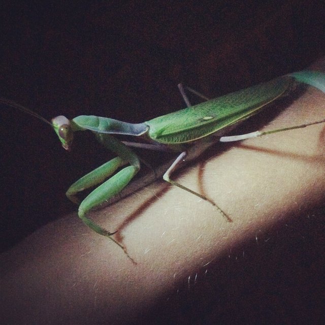 The mantis