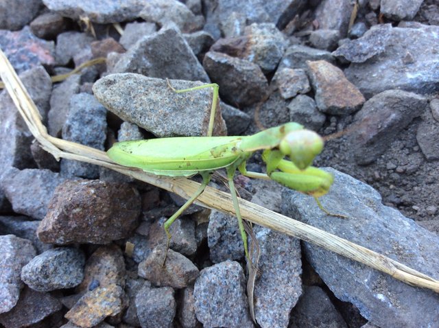 Another mantis