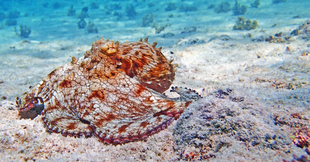 octopus3