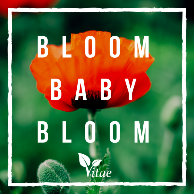 bloom baby bloom