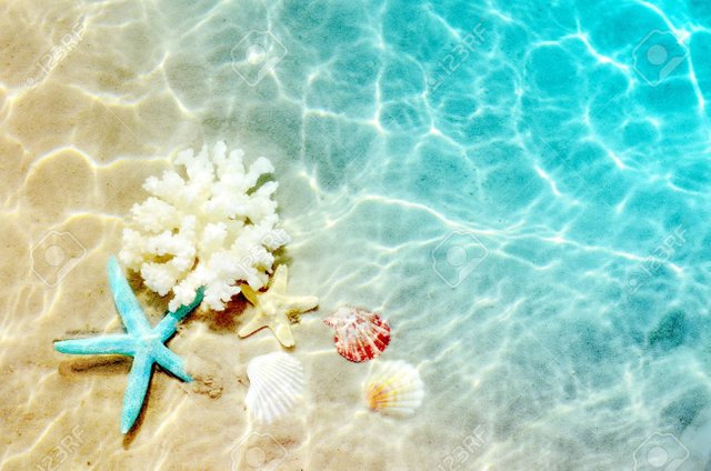 Starfish, Coral And Seashell On The Summer Beach In Sea Water... Stock  Photo, Picture And Royalty Free Image. Image 113201908.