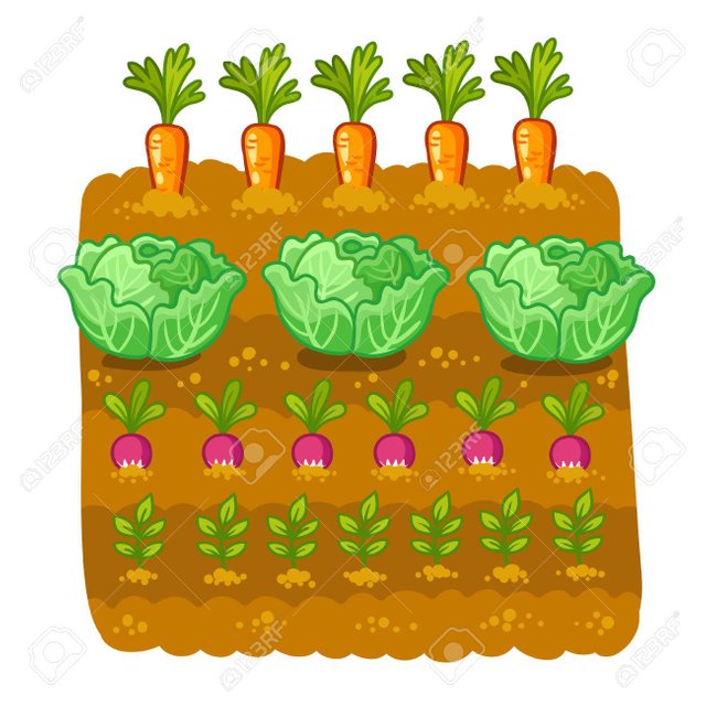 Problem Solving Strategies Lesson 4, Vegetable Garden Images For Drawing