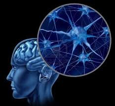 brain and neuronbig