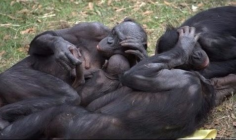 bonobos