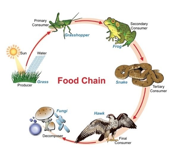 What is the food chain? — Steemit