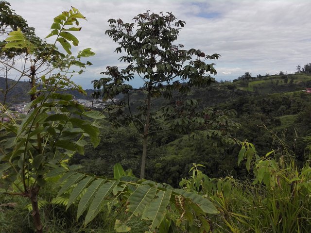 Polyculture agroforestry in the central Andes mountains