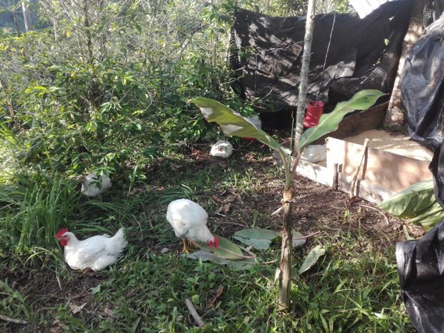 Pollos felices criados en el Centro de Investigación