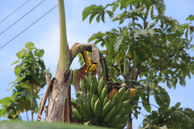 Aves alimentandose de plátanos