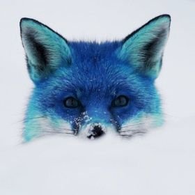 randomfox