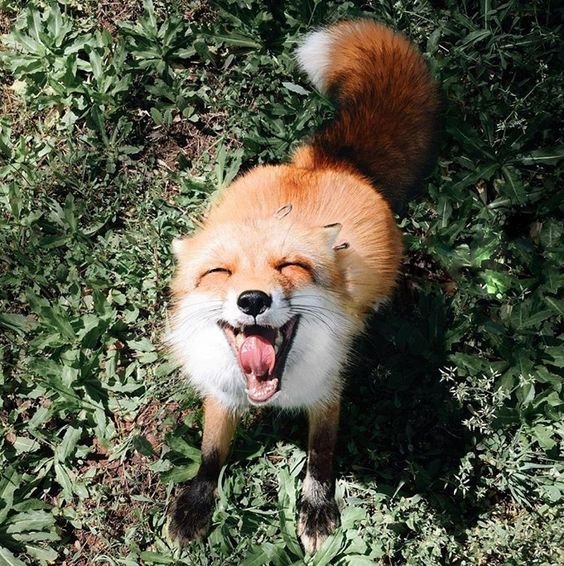 randomfox