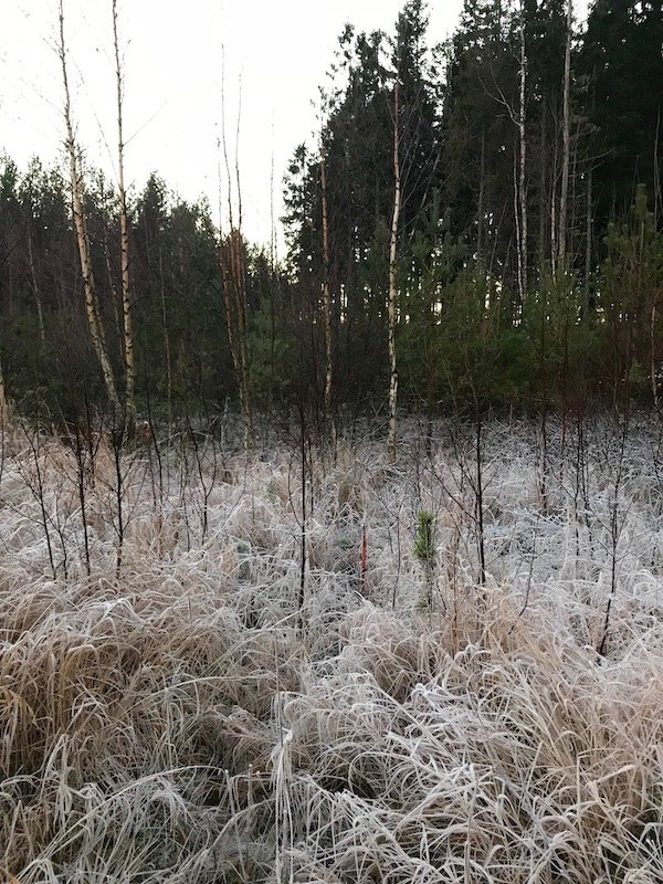 Schlüssel-verloren-Gebüsch-Finnland-nordkappundzurück